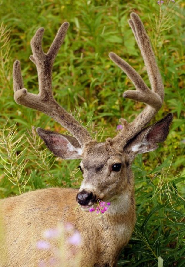 Yellowstone National Park officials launch antiinvasive
