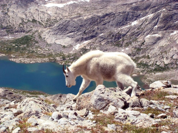 wyoming winter traffic hazard: salt-loving mountain goats