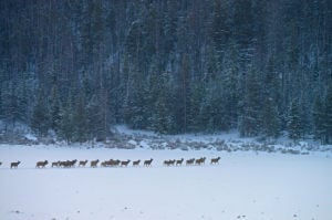 Researchers look at key Yellowstone area elk migrations Researchers look at key Yellowstone area elk migrations