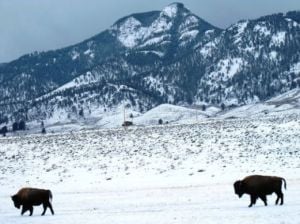 Editorial board: Yellowstone bison show peril of viral video Editorial board: Yellowstone bison show peril of viral video