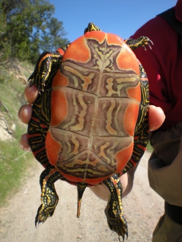Western painted turtle