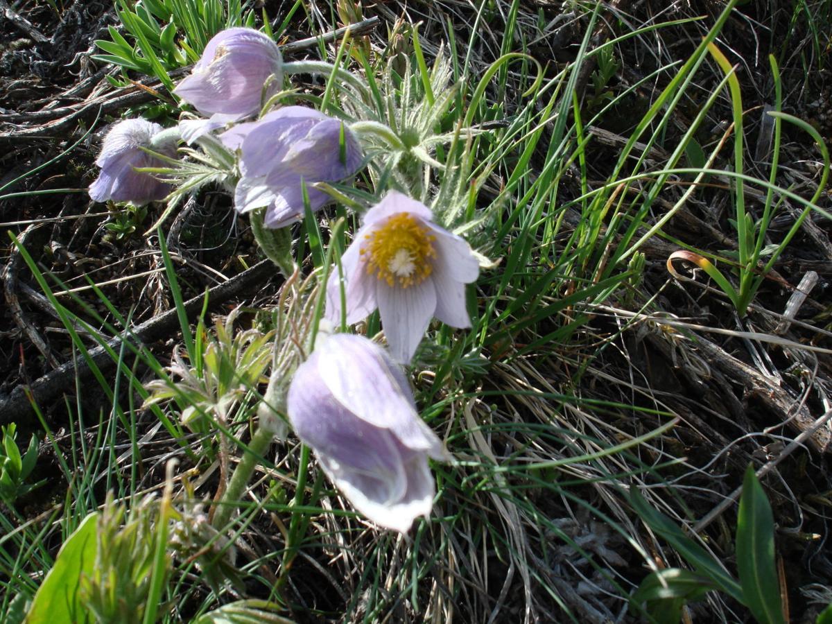 Wyoming wildflowers A guide in photos Open Spaces