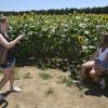 A Golden Spectacle: First of two blooms unfold at Paris farm's sunflower maze
