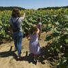 A Golden Spectacle: First of two blooms unfold at Paris farm's sunflower maze
