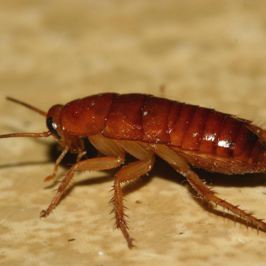 How one of nature's grossest creatures could help save someone's life