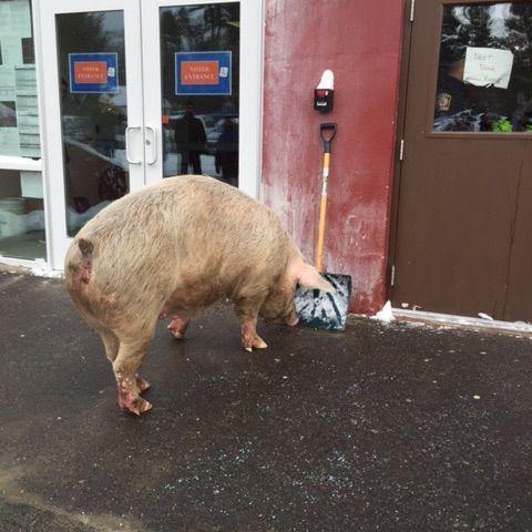 Pork in politics: Pig tries to crash primary polls in N.H.