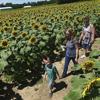 A Golden Spectacle: First of two blooms unfold at Paris farm's sunflower maze