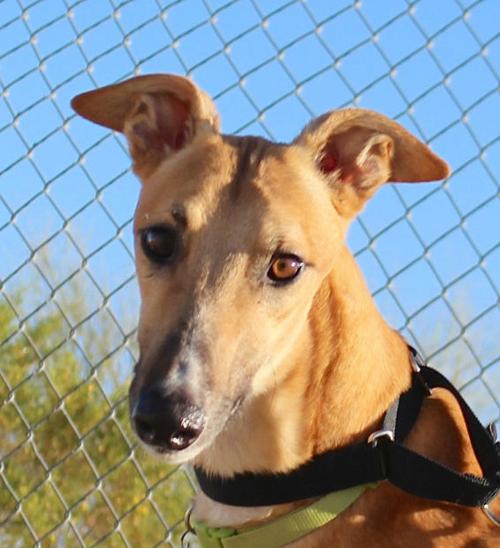 Pets for adoption