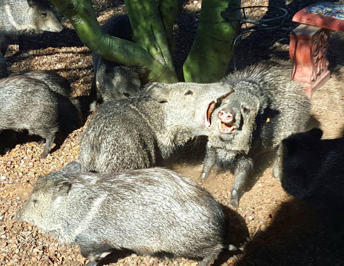 46 photos that prove javelinas are the cuties of the desert Outdoors