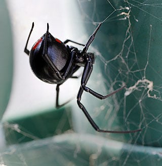 giant crab spider on trash can