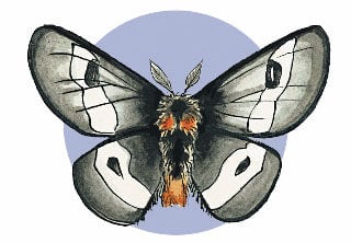 shield bearer moths - Encyclopedia of Life