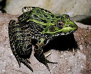 A newfound silent frog may communicate via touch