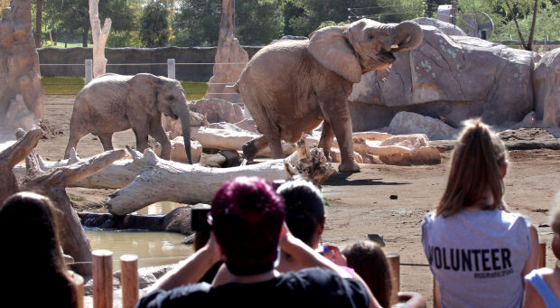 Shower games predict girl for Tucson zoo's pregnant elephant