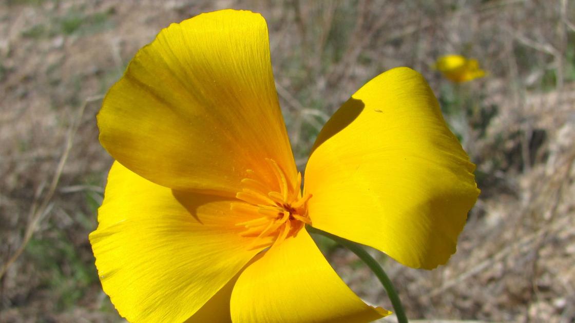 Wildflowers, greenery shout spring at Catalina Park - Arizona Daily Star