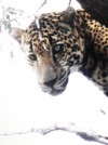 Guide describes roaring, powerful jaguar