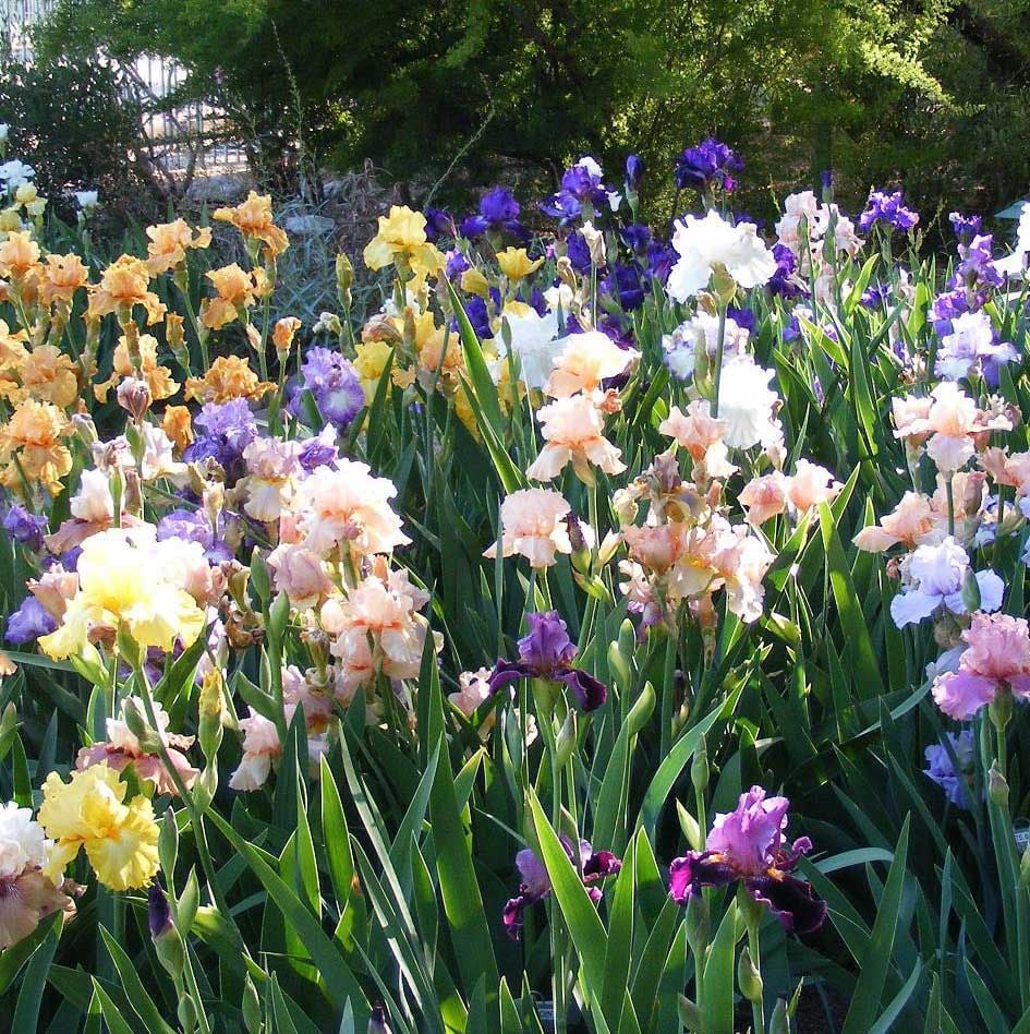 Irises Do Grow in Tucson