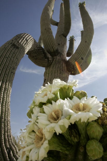 Saguaro flowers