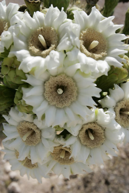 Saguaro flowers