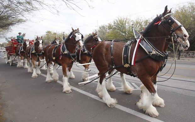 Auto Repair Chicago >> Budweiser Clydesdales at Arizona basketball pre-game rally Auto Repair Chicago >> Budweiser Clydesdales at Arizona basketball pre-game rally