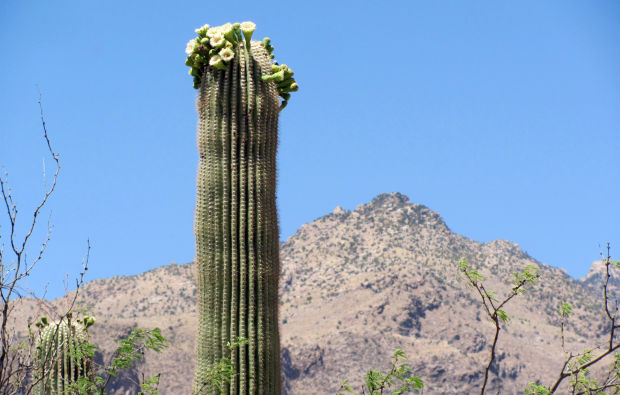 Saguaro flowers