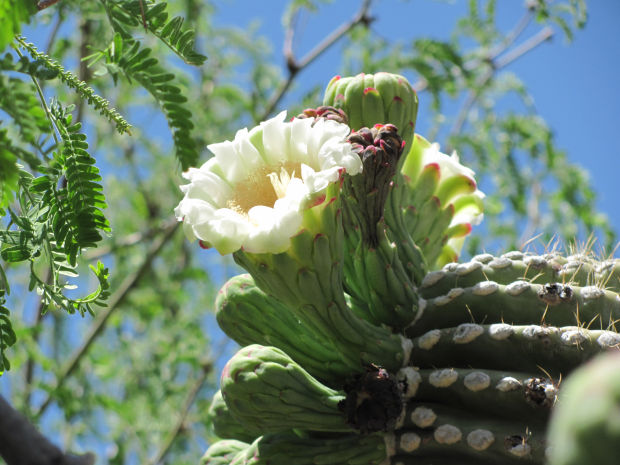 Saguaro flowers
