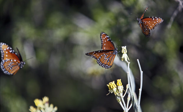 Butterflies at Ventana Canyon Resort