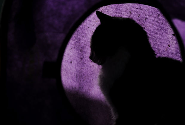 Animal shots of the week