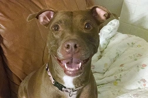 Adopt A Friend