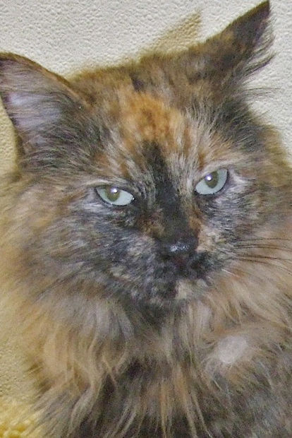 Pets available for adoption