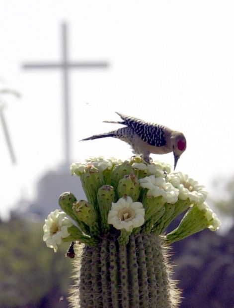 Saguaro flowers