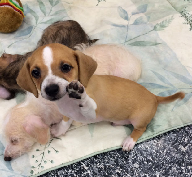 Adopt A Friend