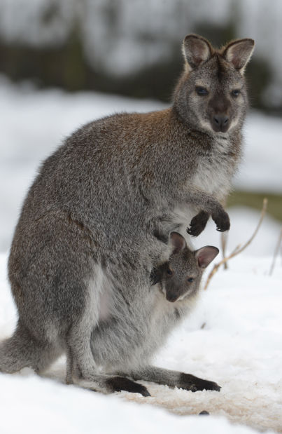 Animal shots of the week