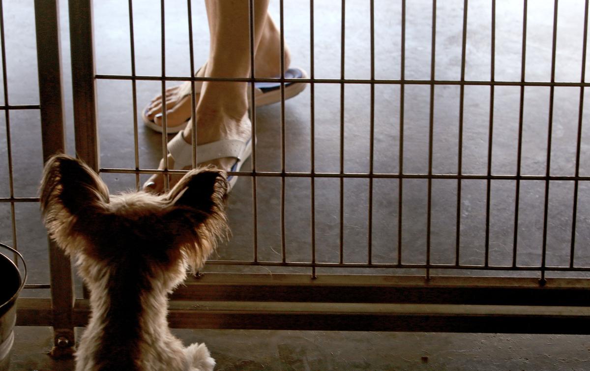 pacc dogs pacc halts voluntary pet surrenders on site adoptions because of illnesses local pacc dogs pacc halts voluntary pet surrenders on site adoptions because of illnesses local