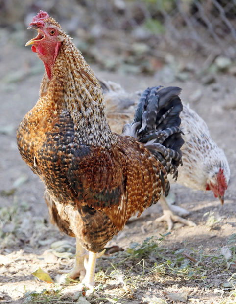 Marana Farmers Co-op Market
