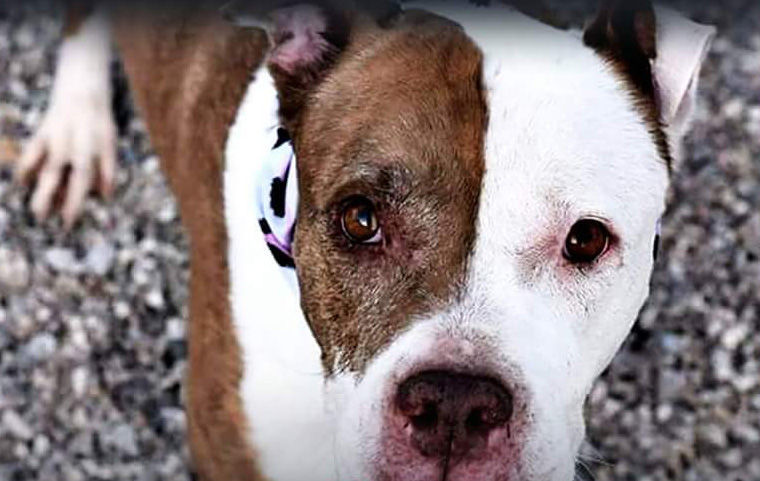 Adopt A Friend: Gypsy