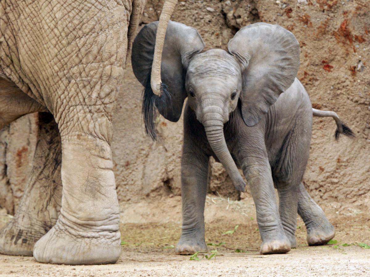 Photos: Baby elephant debuts at Reid Park Zoo | Local news | tucson.com