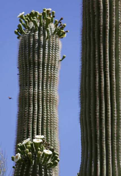 Big guys of cactus realm are blooming