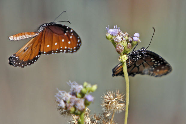 Butterflies at Ventana Canyon Resort