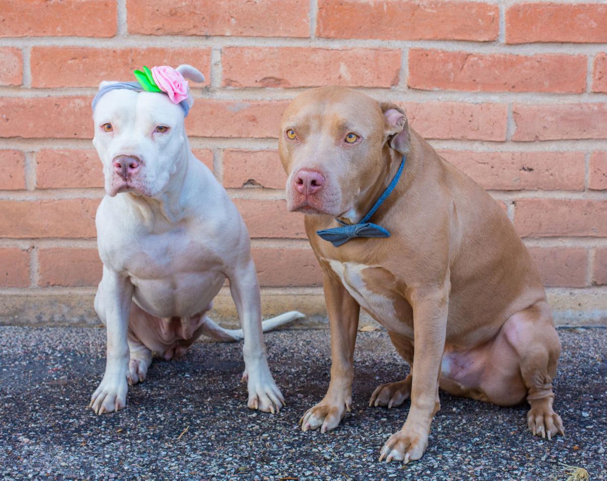 Tucson three-legged pit bull starts new life helping ...