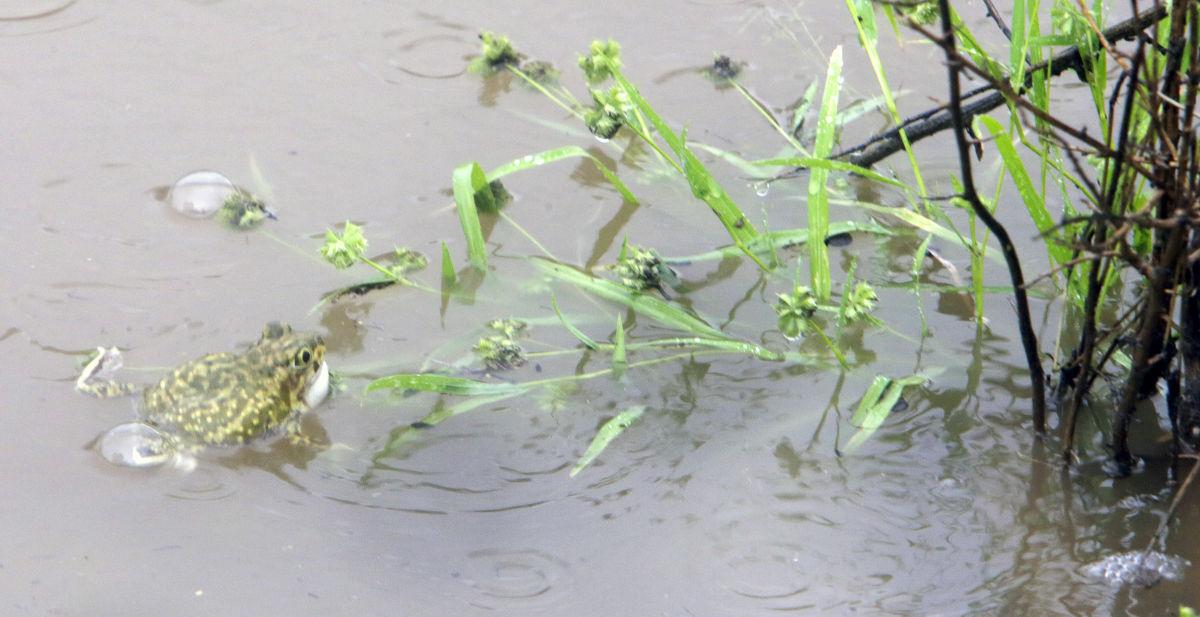 Tucson rainfall