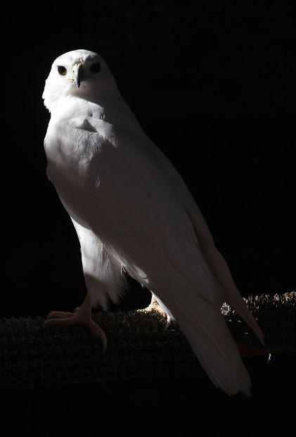 Tucson Wildlife Center