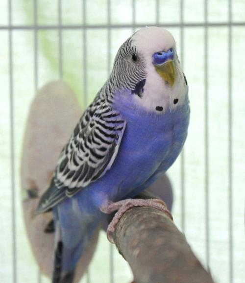 Pets available for adoption