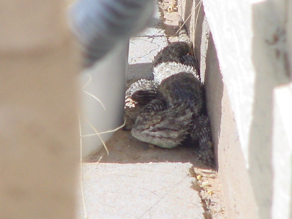 Surprisingly Beautiful Southern Arizona Lizards Pets