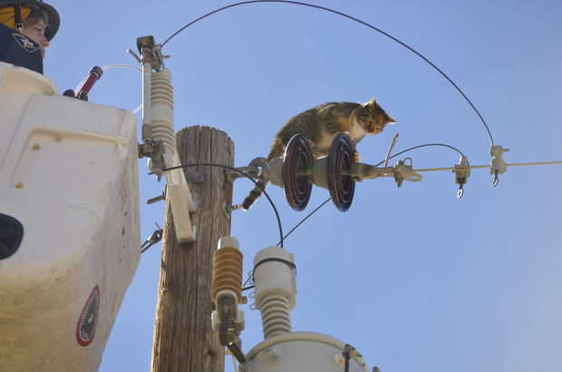 Animal shots of the week