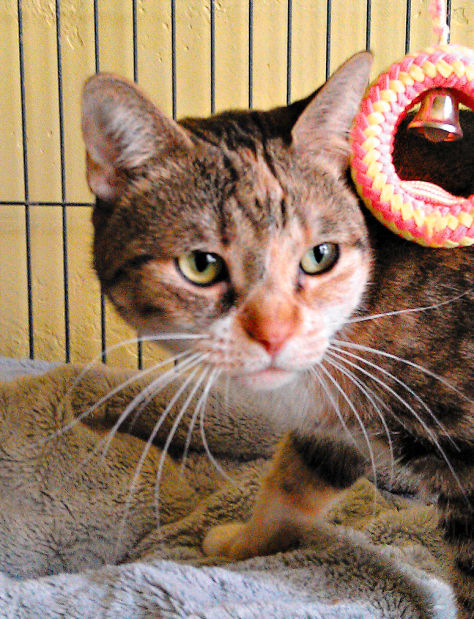 Adopt a friend