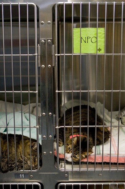 Animal Hospital Expands