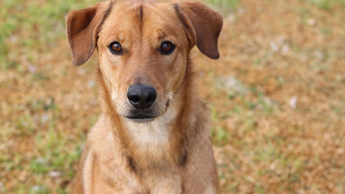 Photos Dogs And Cats You Can Adopt In Tucson This Week