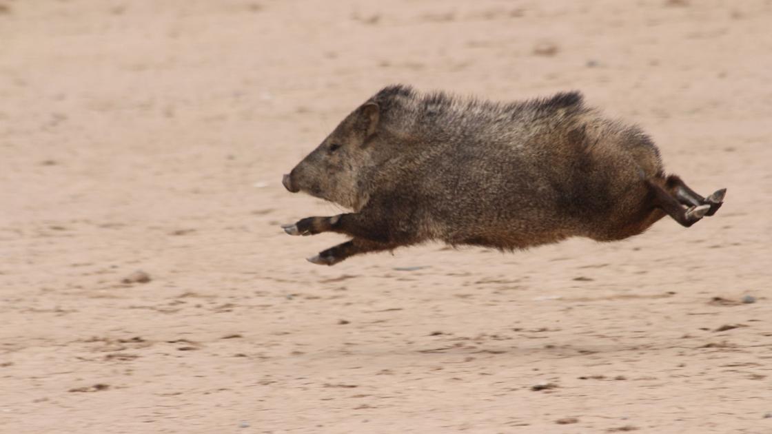 forecast in spanish forecast in spanish