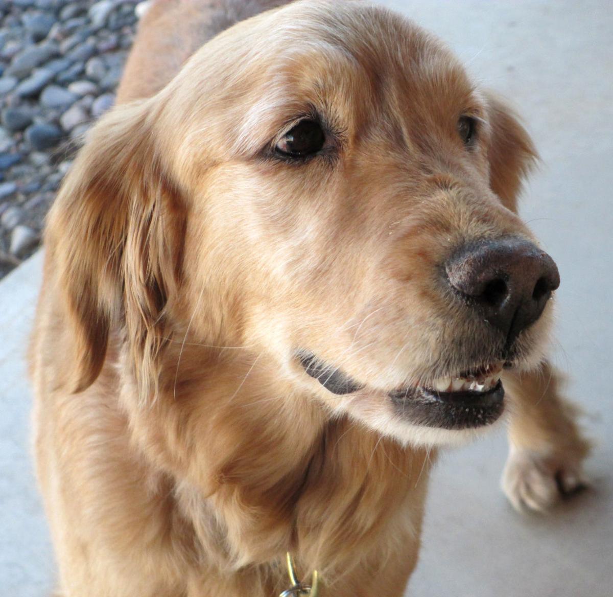 southern az golden retriever tucson az adopt a friend pets tucson southern az golden retriever tucson az adopt a friend pets tucson