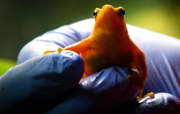 Animal shots of the week
